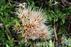 Pterula multifida