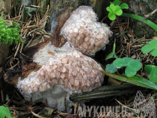 Fomitopsis pinicola