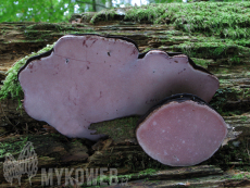 Rhodofomes roseus