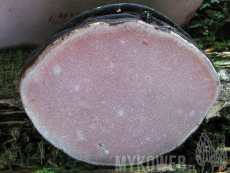 Rhodofomes roseus