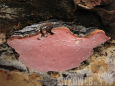 Rhodofomes roseus