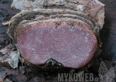 Rhodofomes roseus