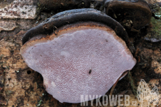 Rhodofomes roseus