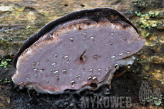 Rhodofomes roseus