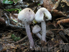 Cystolepiota bucknallii