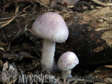 Cystolepiota bucknallii