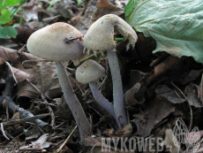 Cystolepiota bucknallii