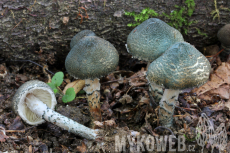 Lepiota grangei