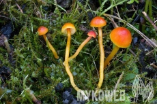 Hygrocybe mucronella