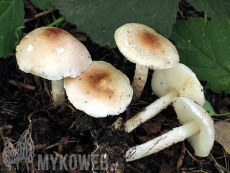 Lepiota subincarnata