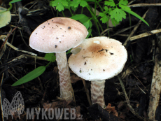 Lepiota subincarnata
