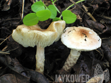 Lepiota subincarnata
