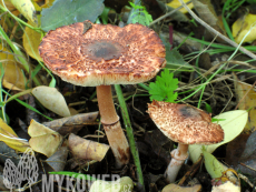 Leucoagaricus croceovelutinus