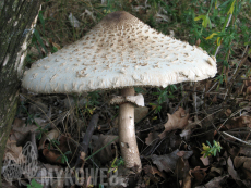 Macrolepiota procera