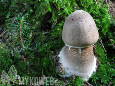 Macrolepiota procera