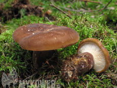 Tapinella atrotomentosa