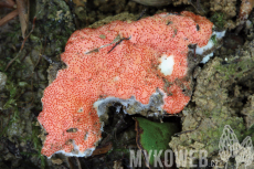 Hypomyces ochraceus