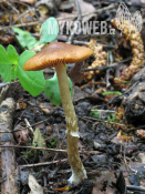 Conocybe aporos