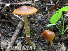 Conocybe aporos