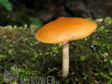 Galerina marginata