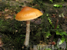 Galerina marginata