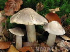 Tricholoma sciodes