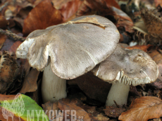 Tricholoma sciodes