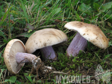 Lepista personata