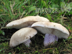 Lepista personata