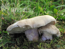 Lepista personata