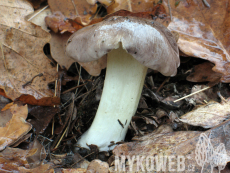 Tricholoma portentosum