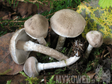 Tricholoma cingulatum