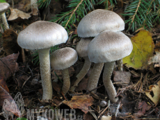 Tricholoma cingulatum