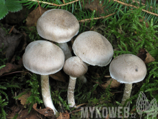 Tricholoma cingulatum
