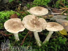 Tricholoma cingulatum
