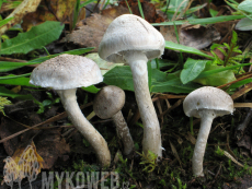Tricholoma cingulatum