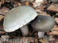 Tricholoma saponaceum