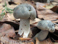 Tricholoma saponaceum