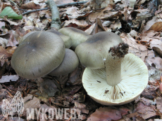 Tricholoma saponaceum