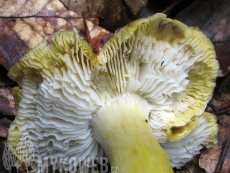 Tricholoma viridilutescens