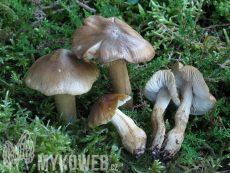 Tricholoma fucatum