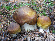 Tricholoma arvernense