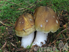 Tricholoma arvernense