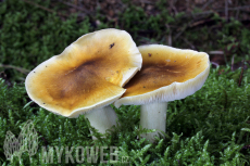 Tricholoma arvernense