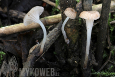 Mycena belliae