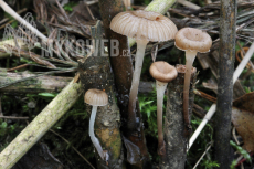 Mycena belliae