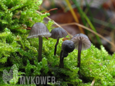 Mycena pseudocorticola