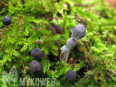 Mycena pseudocorticola