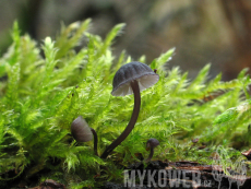 Mycena pseudocorticola