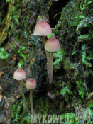 Mycena sanguinolenta